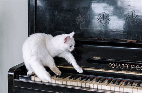 do cats like classical music when it rains outside